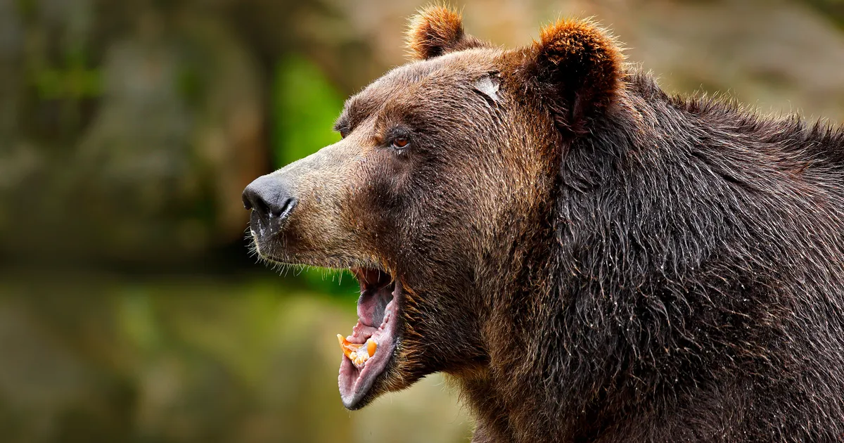 ÄREVAD KAADRID ⟩ Viljandimaal püüdis karu kaamera ees metsseapõrsa kinni