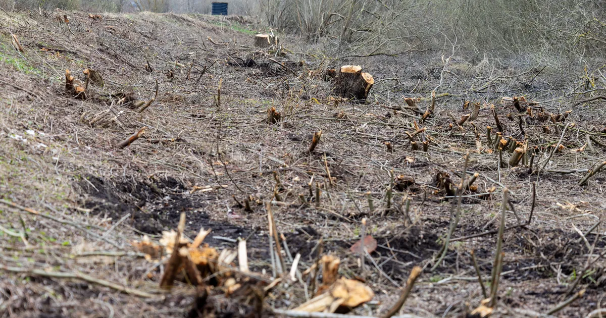 Ihastes tuli looduskaitsealal elurikkuse nimel maha võtta puid ja võsa