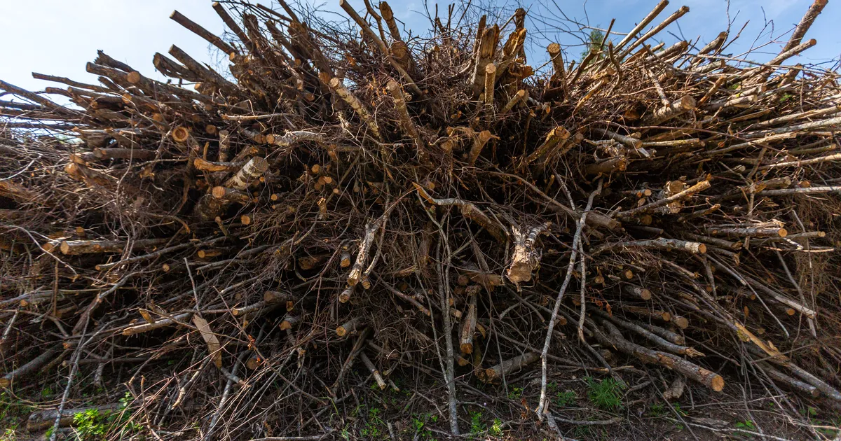 ELi rohereegel paisutab paberimajandust: iga vorst saab piltlikult öeldes raporti