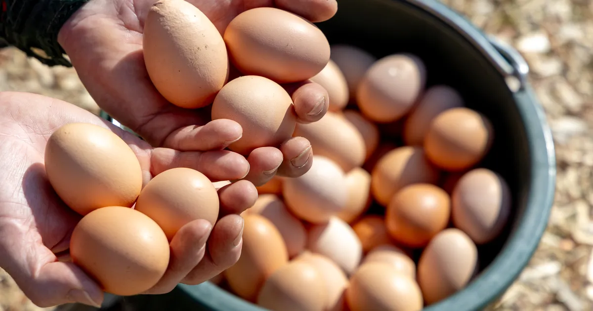 Ukraina munade tollivaba import tekitab briti tootjates muret