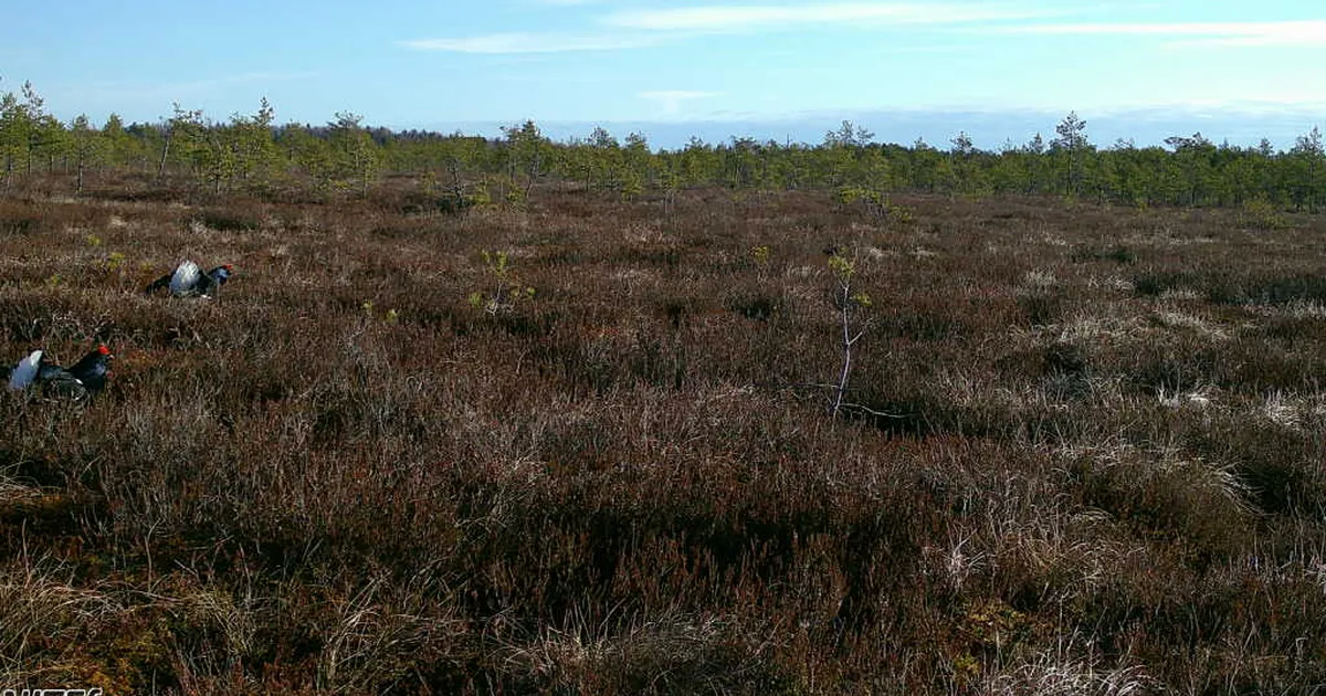 HARULDASED FOTOD ⟩ Tedrekuked võtsid kaamera ees omavahel mõõtu