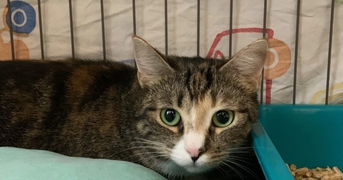 Pesaleidjasse toodud kassi kiip paljastas tema omanike kohta midagi väga ootamatut