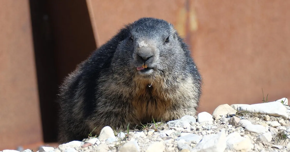 LOOMARIIK ⟩ Pool aastat maganud eksootilised asukad ärkasid lõpuks talveunest​