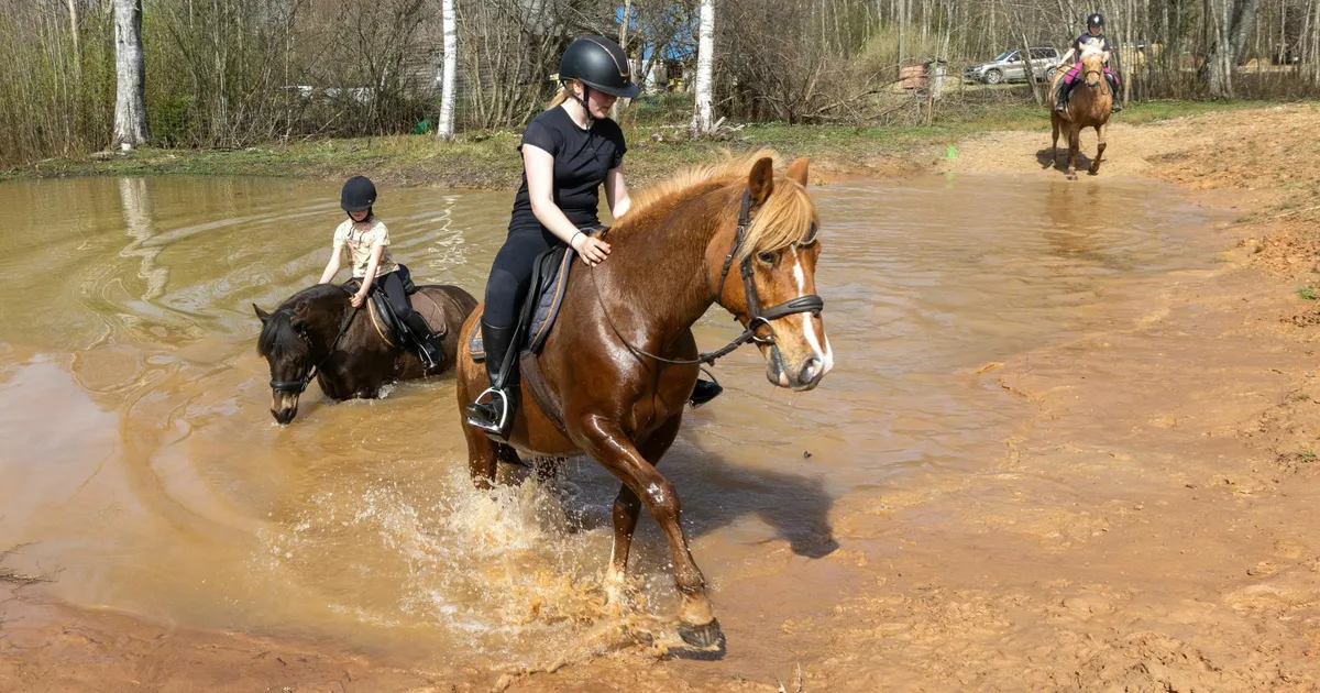 PÄEVA PILT ⟩ Hobuste kümbla