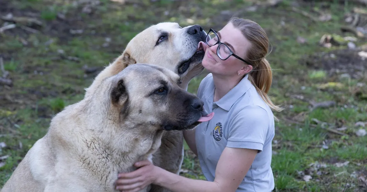 VIDEO JA GALERII ⟩ Mulgimaa metsade varjus kasvatatakse lammaste ihukaitsjaid