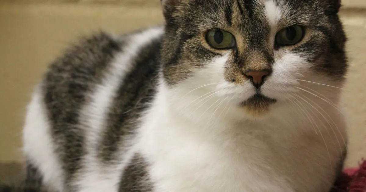 KODUOTSIJA ⟩ Rahuliku iseloomuga Loona otsib kodusoojust