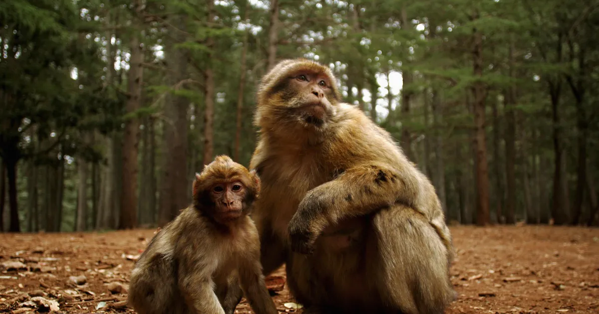 Pärdiku visatud kivi tappis Maroko populaarses sihtkohas turisti