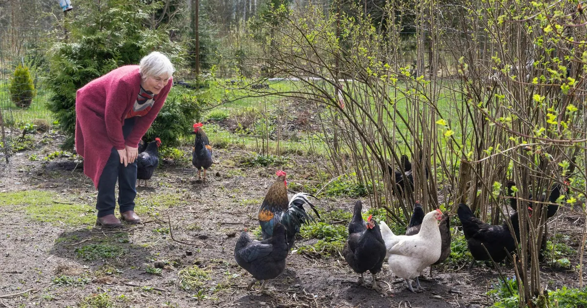 GALERII ⟩ Kasesalu talus murdis rebane Anne Veski nimelise kana