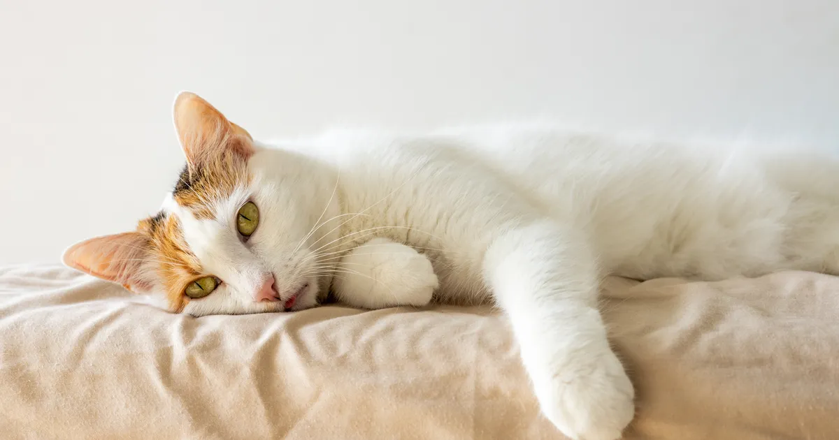 Loomaarst vastab: miks kass järsku omaette hoiab?