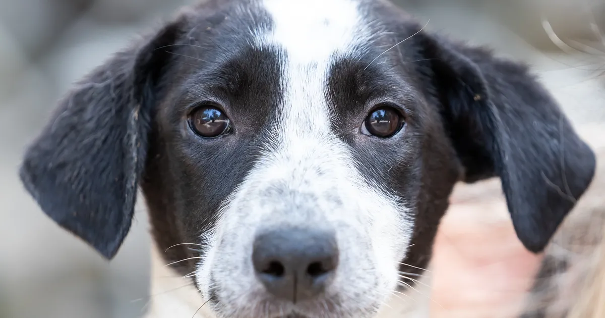 Videole jäi südantlõhestav hetk, kuidas pere oma koera hülgas: nende viimased sõnad olid...