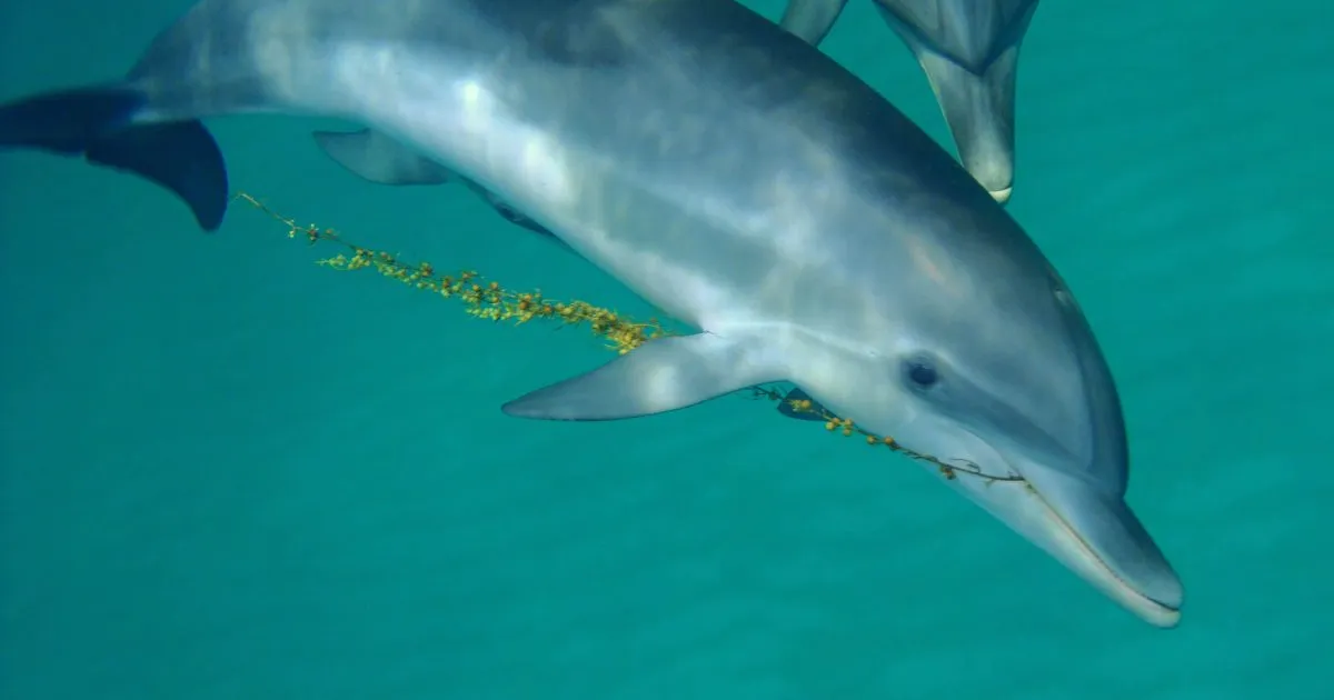 Teadlased lõid delfiinide keelt mõistva tehisaru – vaata, kuidas nad seda kasutavad