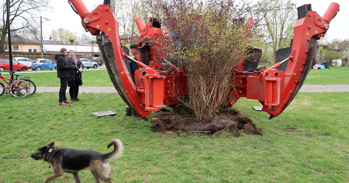 PILDID ⟩ Käpaga masin tõi Supilinna kiigeplatsile korraga nii suure puu kui põõsa