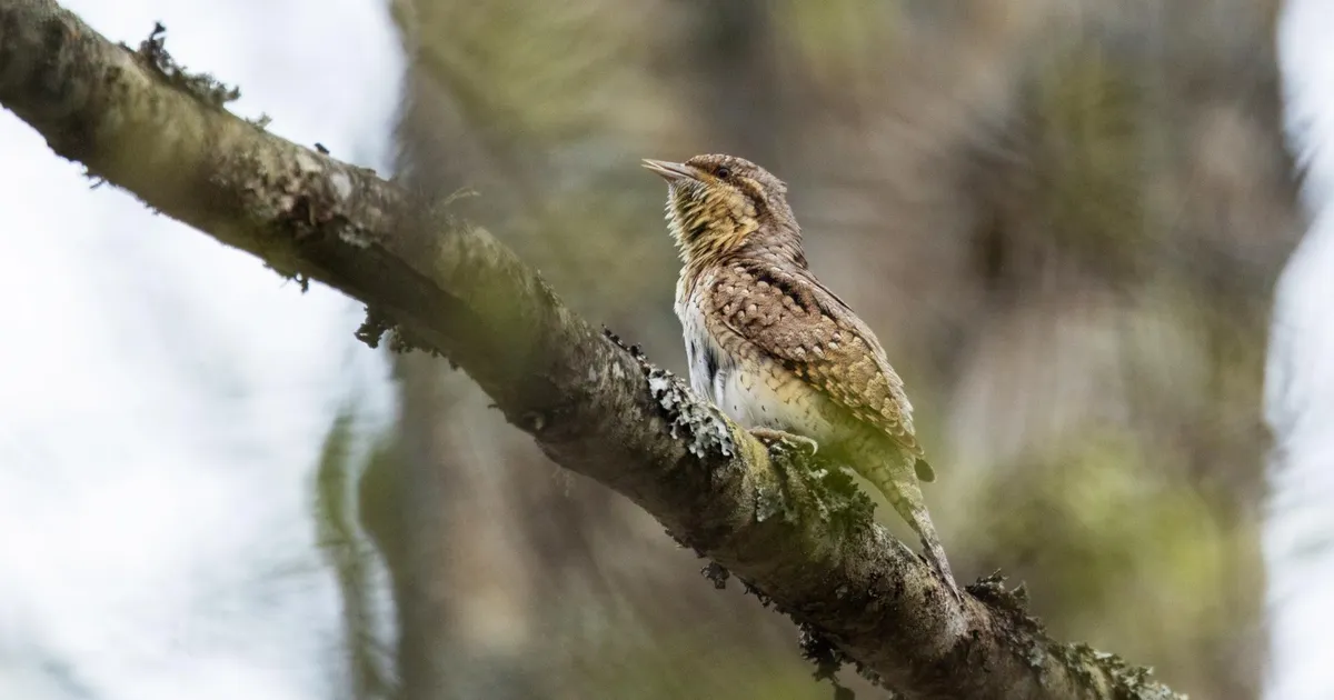 Loodusvaatlus ⟩ Hommikune ärataja saabus soojamaareisilt