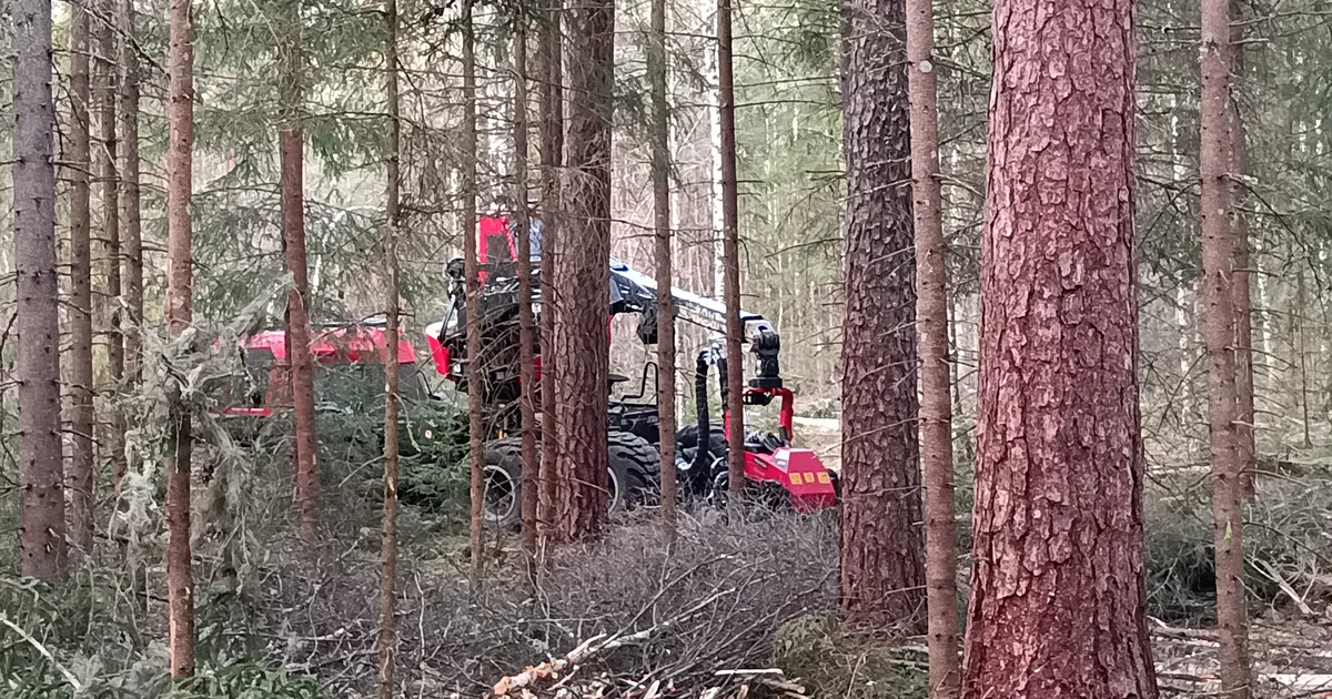 Linnurahu ajal võetakse hoogsalt metsa maha, aga ühtegi raiet pole seisma pandud