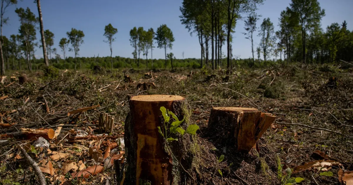 Uus rohemäärus käivitab aruandlustsirkuse ja tõstab hindu