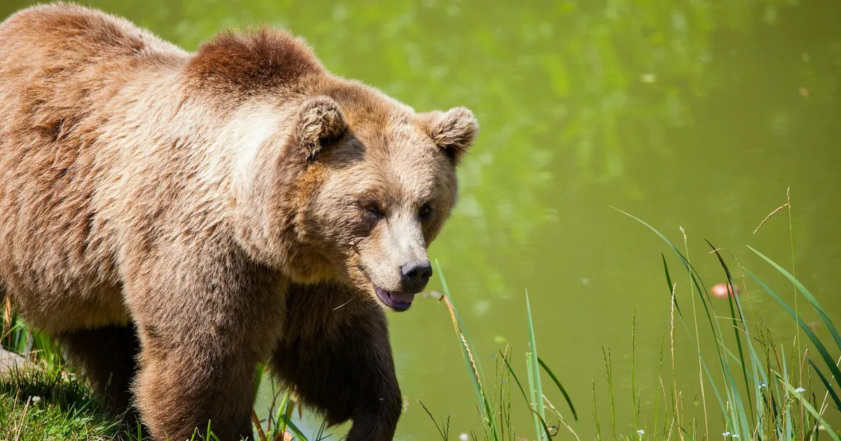 NEW SCIENTIST ⟩ Kuidas tehisintellekt ja tšillipipar karusid ohjes hoiavad