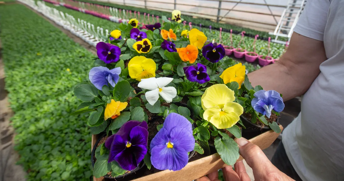 Nii toimides õitsevad võõrasemad kogu suve