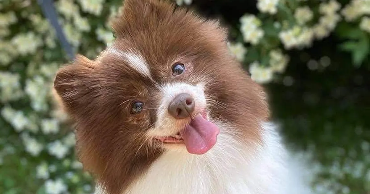 Ehmatav juhtum Tallinnas: väike koerake sai jalutuskäigul ohtliku mürgituse