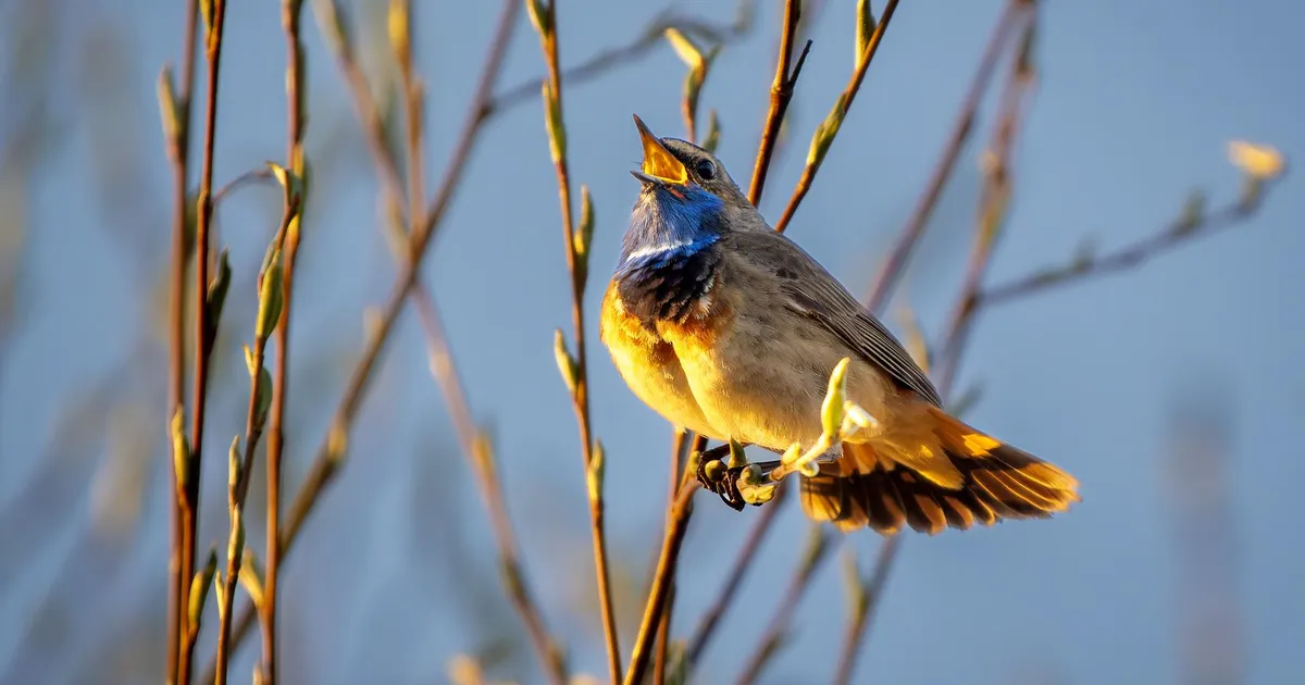 LOODUSFOTO ⟩ Sinirind on ööbiku sugulane