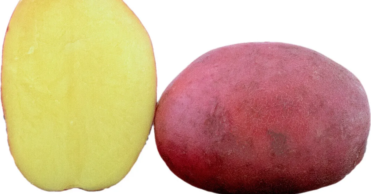 Parimad kartulisordid, mida kasvatada