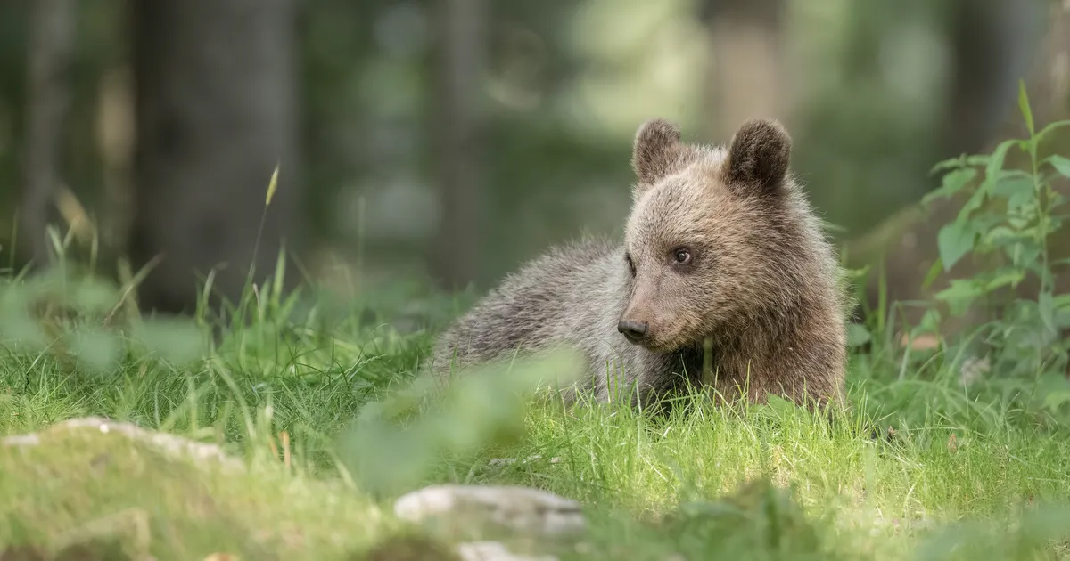 VIDEO ⟩ Tartu lähistel jäi kaamera ette üksik karupoeg