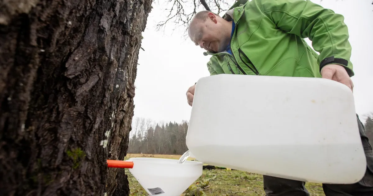 Luubi all ⟩ Loodus muutub. Põdrakärbes leidis endale vastiku suguvenna, vahtramahl tilgub jaanuaris