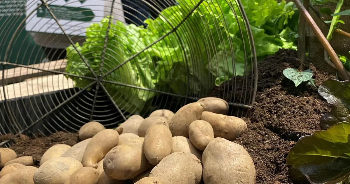NÄDALA AED ⟩ Varast kartulit võib kasvatada ka kasvuhoones