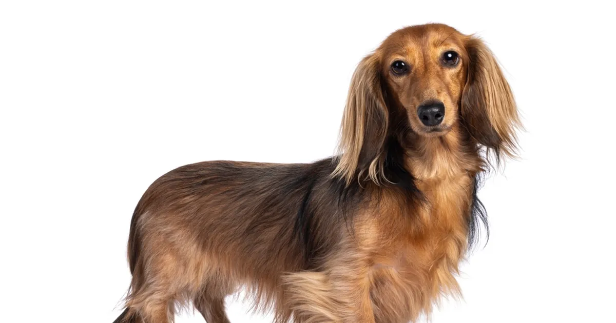 SÜDANTLÕHESTAV VIDEO ⟩ Pime ja kurt taks ei tea, et perenaine on koju jõudnud