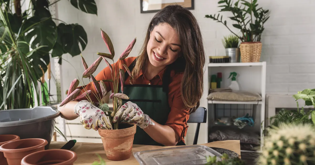 AEG TEGUTSEDA ⟩ 5 elutähtsat sammu talvest väsinud toataimede päästmiseks