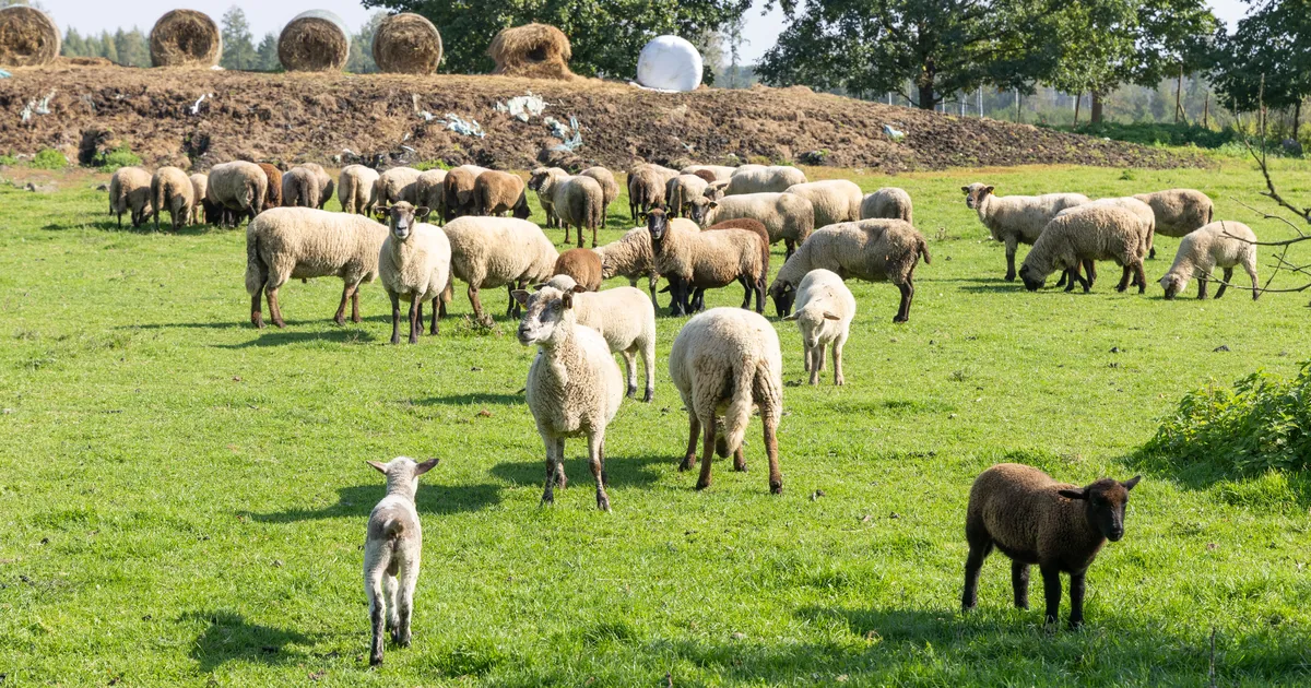 Hundid murdsid lambaid poole vähem, kuid pahameel kasvas kordades
