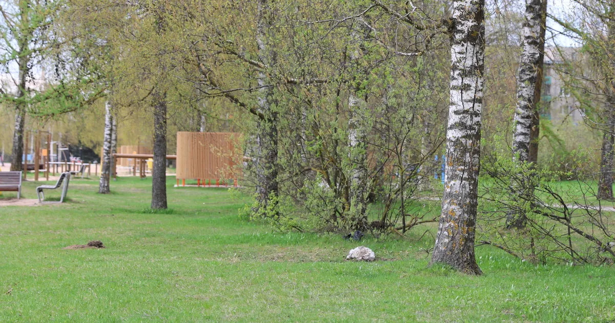 Keegi mattis surnud kassi Anne kanali äärde, pool laipa jäi nähtavale