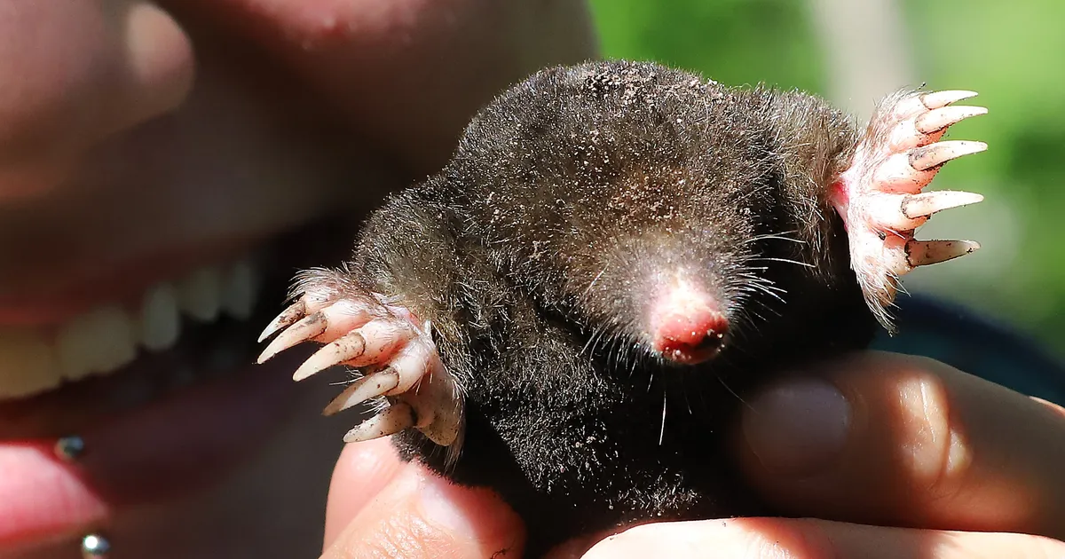 TUROVSKI SELGITAB ⟩ Mutid – tegelased allilmast, need «põrgulikult ohtlikud» elukad