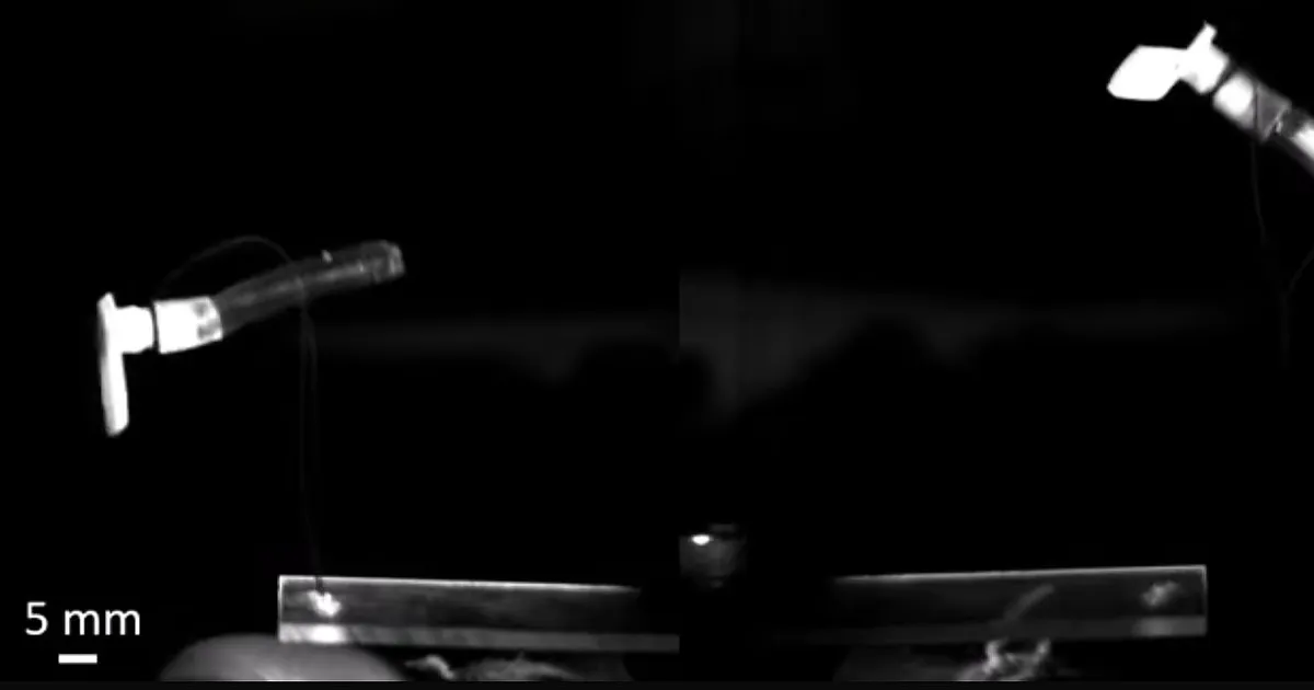 VIDEO ⟩ Innustununa ühest ohvri külge viskuvast parasiidist tehti valmis hüppav robot-uss