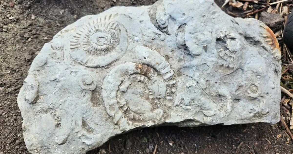 7-aastane poiss leidis 140 miljoni aasta vanuse uunikumi oma enda koduaiast