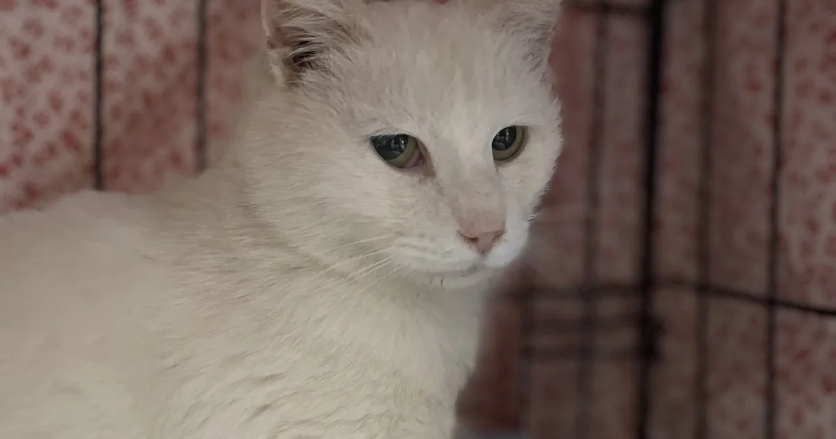 Kolooniast päästetud kassi kõhust leiti midagi õõvastavat