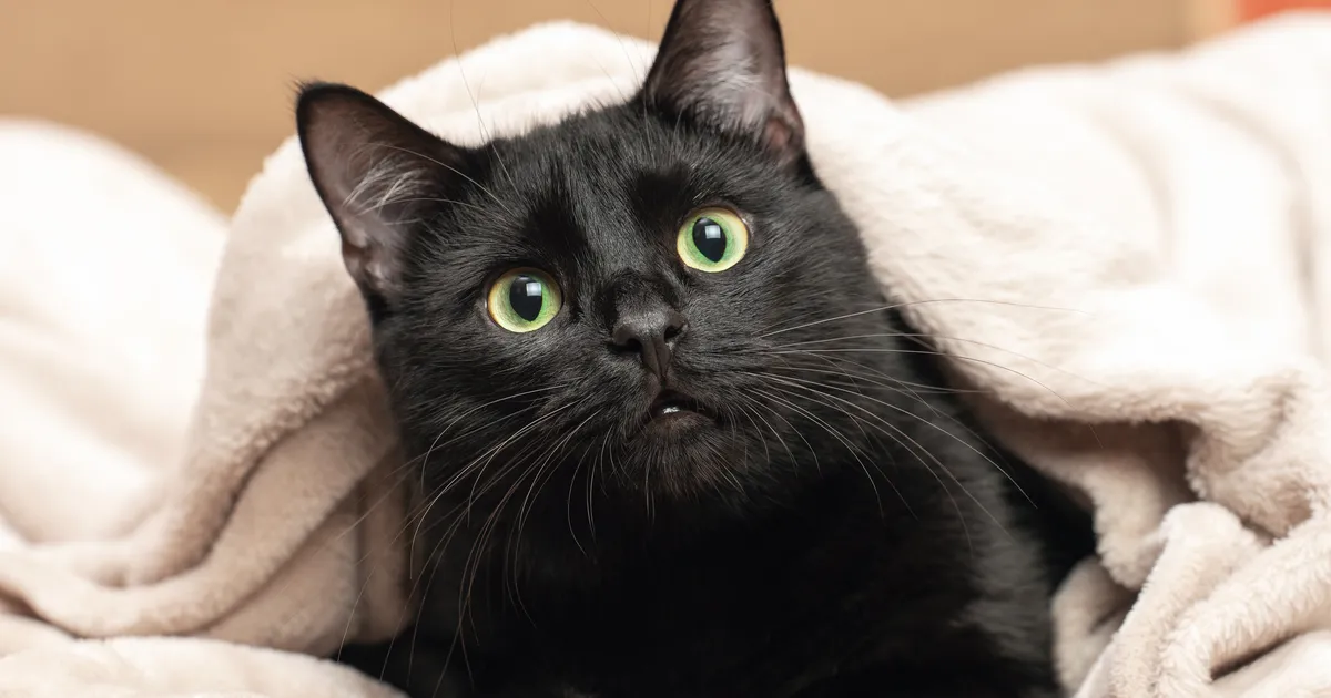 Loomaarst vastab: kuidas toetada kassi, kes põeb koroonat?