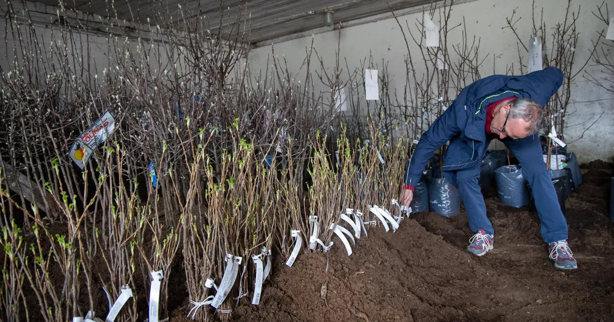 Polli annab aia rajamisest ülejäänud istikud taas ära poolmuidu