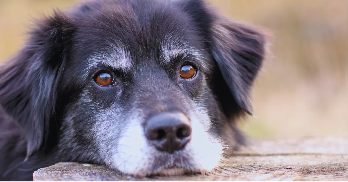 VIDEO ⟩ Vaata, kuidas reageeris varjupaiga kõige eakam koer, kui endale uue kodu sai