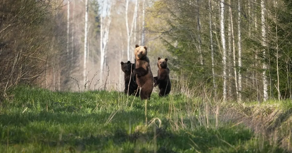 HARULDANE VAATEPILT ⟩ Ida-Virumaal lasi karupere fotograafi endale uskumatult lähedale