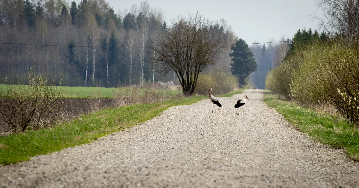 Kiitsak: volbriöö toob korraliku öökülma