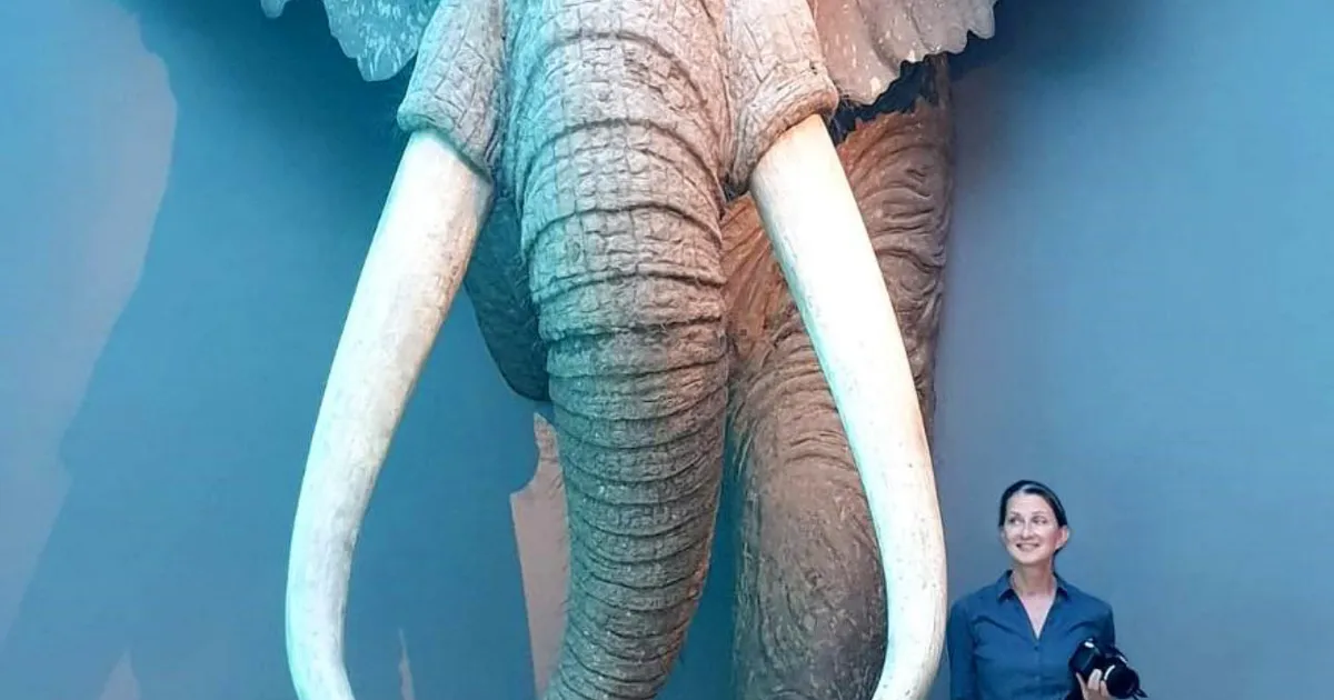 Nonii, kas elevandid tulevadki Euroopa metsadesse tagasi?