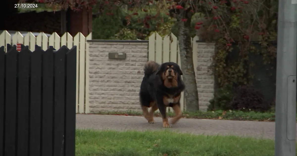 VIDEO ⟩ Lagedi mastifide omanik sai mõnesajaeurose trahvi ning ülesande paigaldada topeltaiad