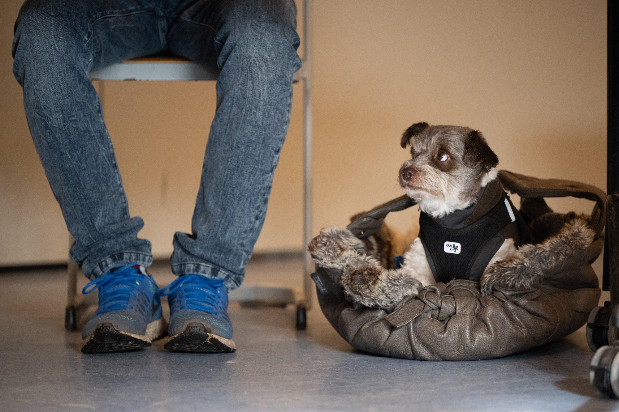 Vahel tuleb nad minema saata: tudengid leiavad, et koera koht on ülikoolis ja tirivad lemmiku loengusse kaasa