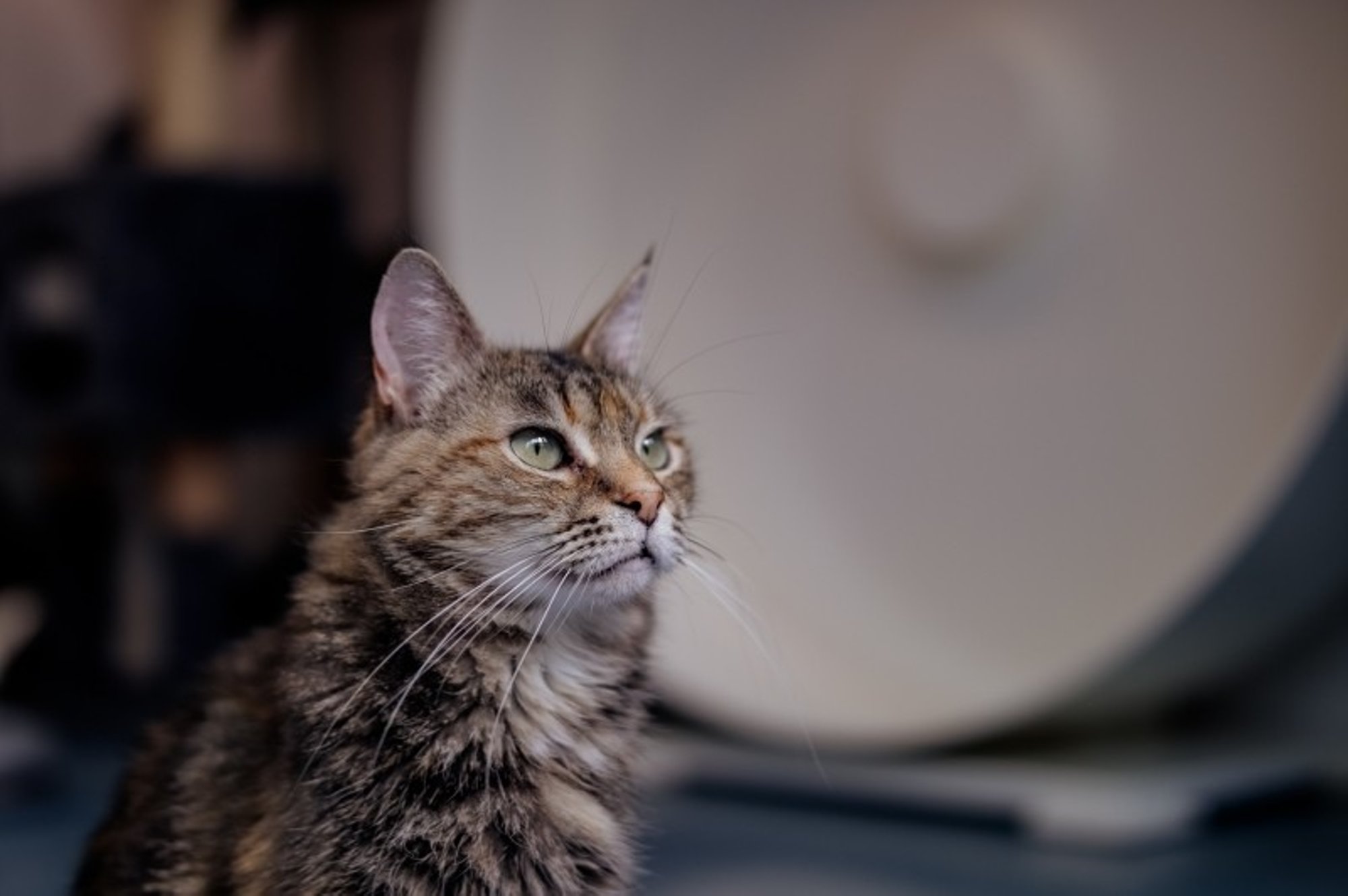 Hüvasti, 12 hammast! Calista kõhnumise põhjus peitus tegelikult suus