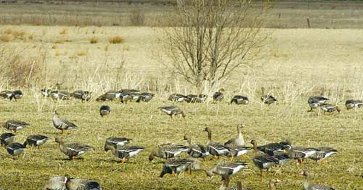 Lääne-Virumaal tuvastati eriti ohtlikku tüüpi linnugripi viirus