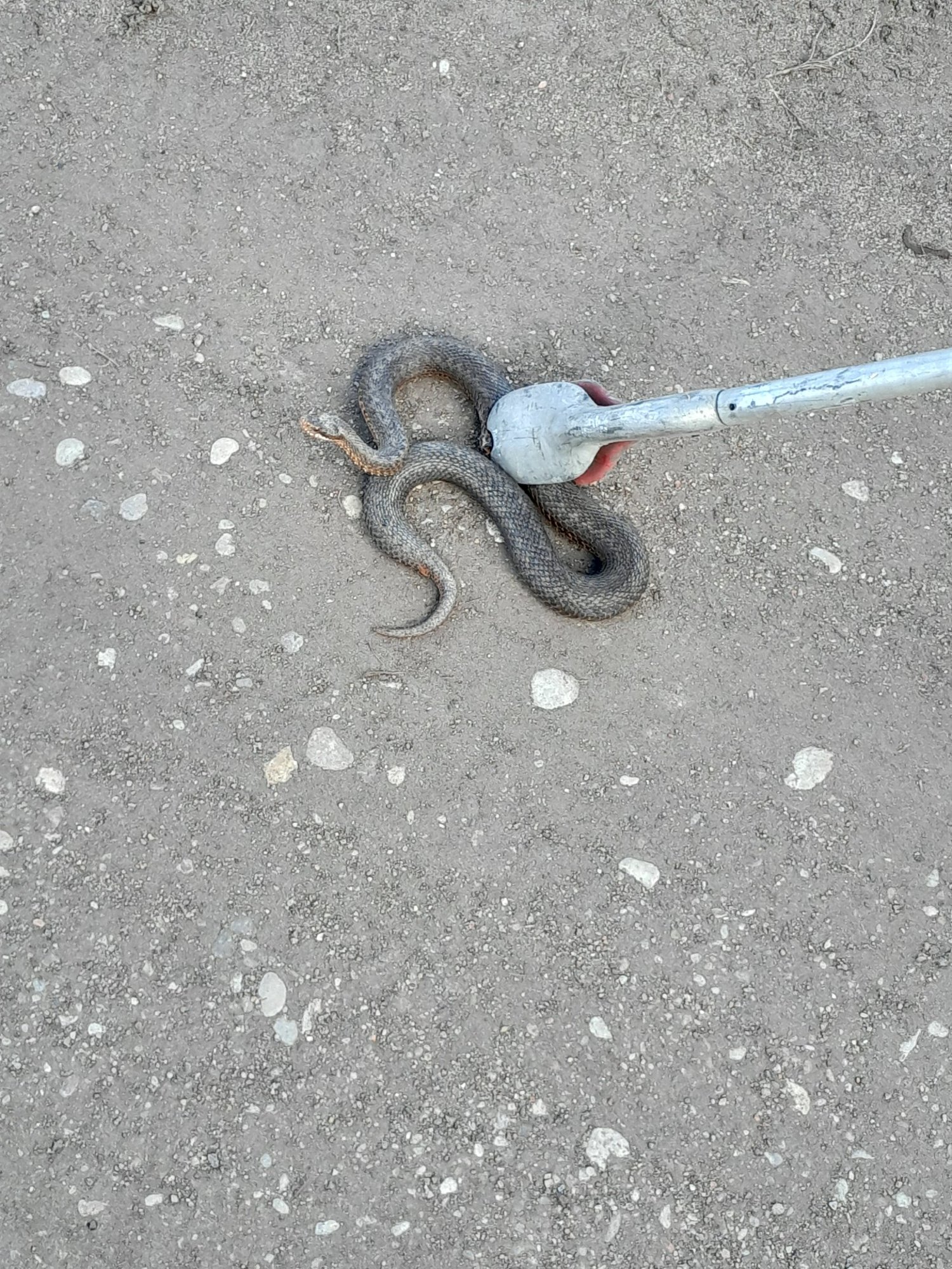 Madu hiilis Valgamaal elumaja keldrisse, sekkuma pidid päästjad