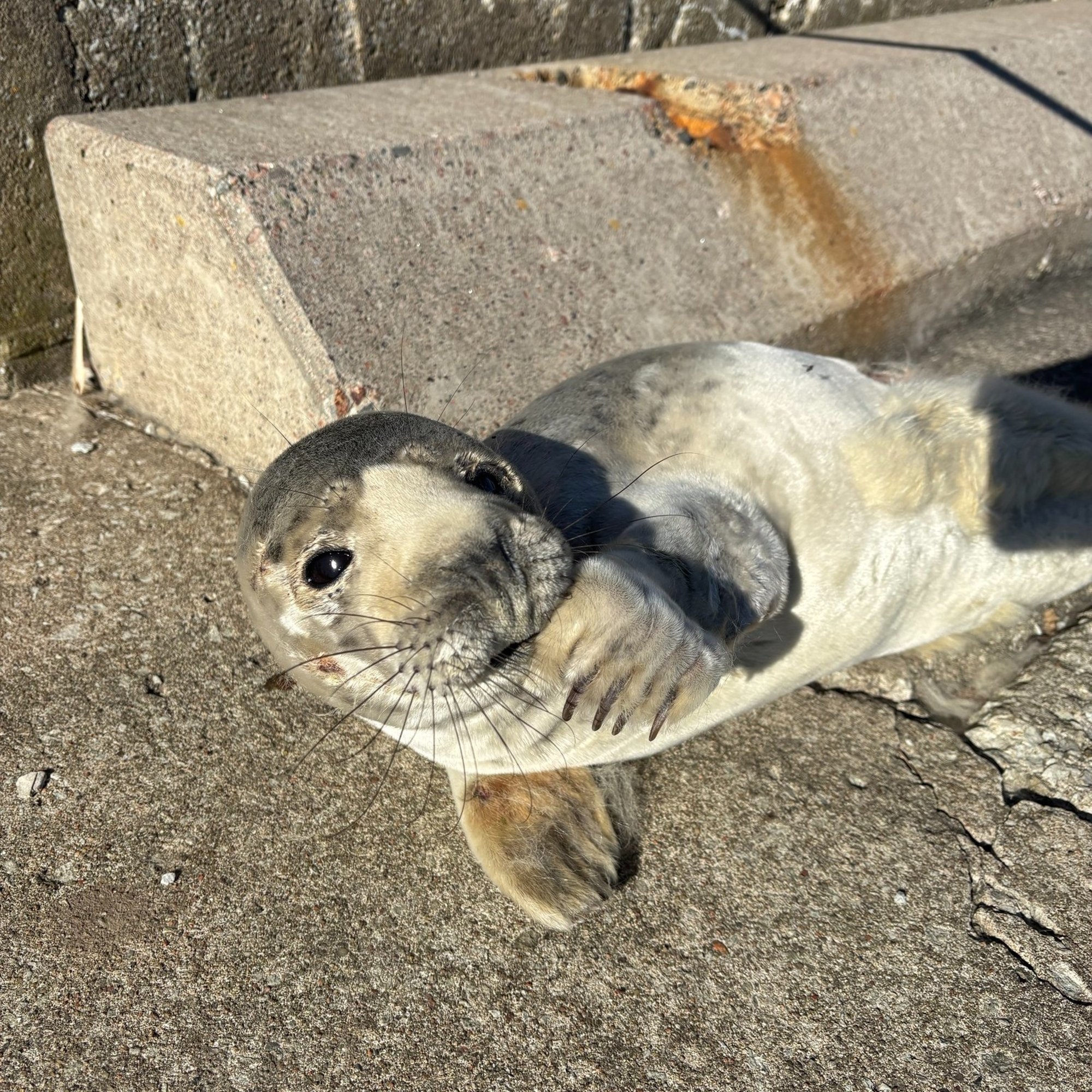 Aleksei Turovski loomapoegade häirimisest: „Ema kirub maapõhja neid lontruseid, kes ära ei lähe!“