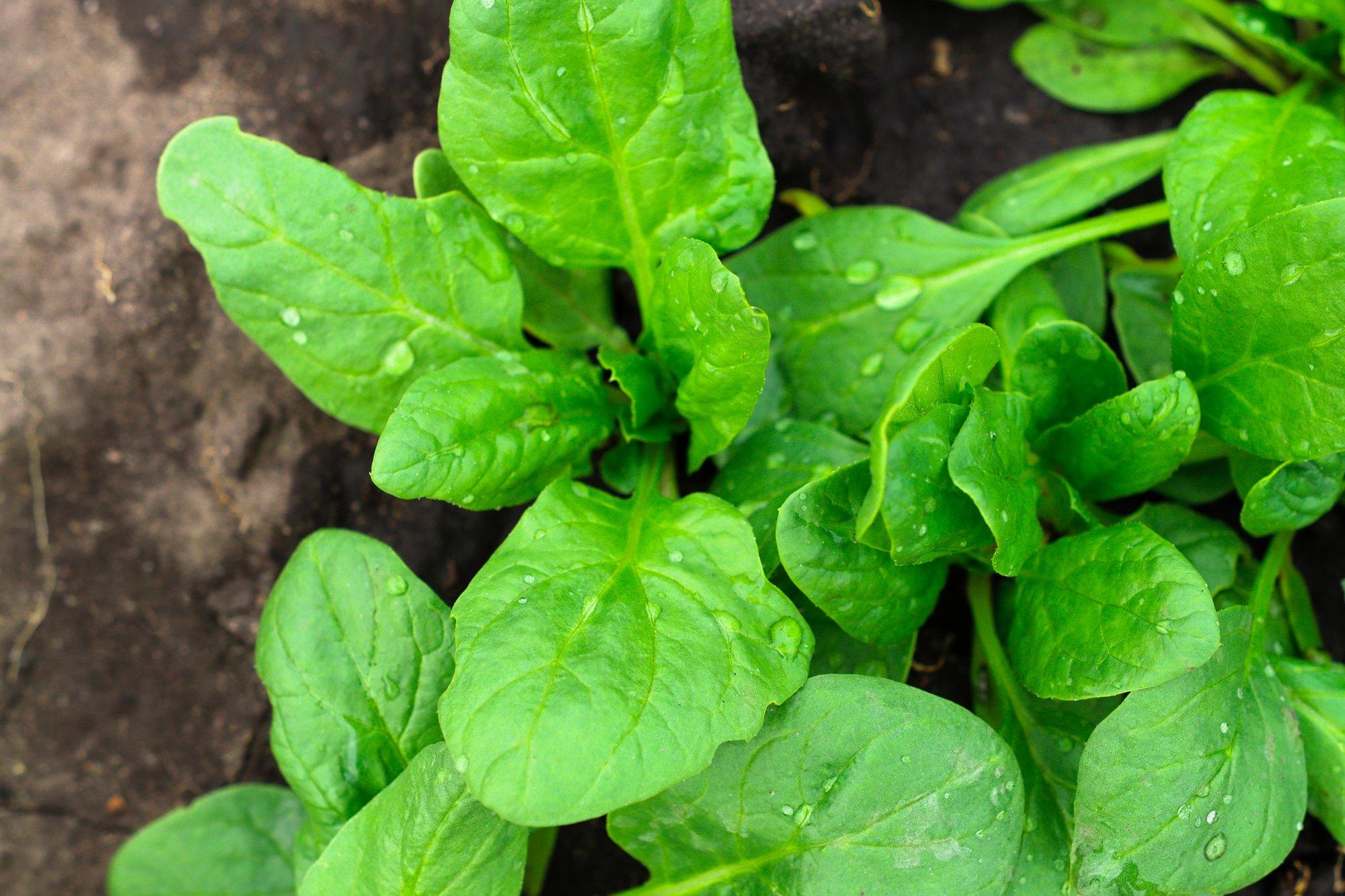 Spinatit tasub külvata varakevadel, siis saab kiiresti väärtuslikku saaki