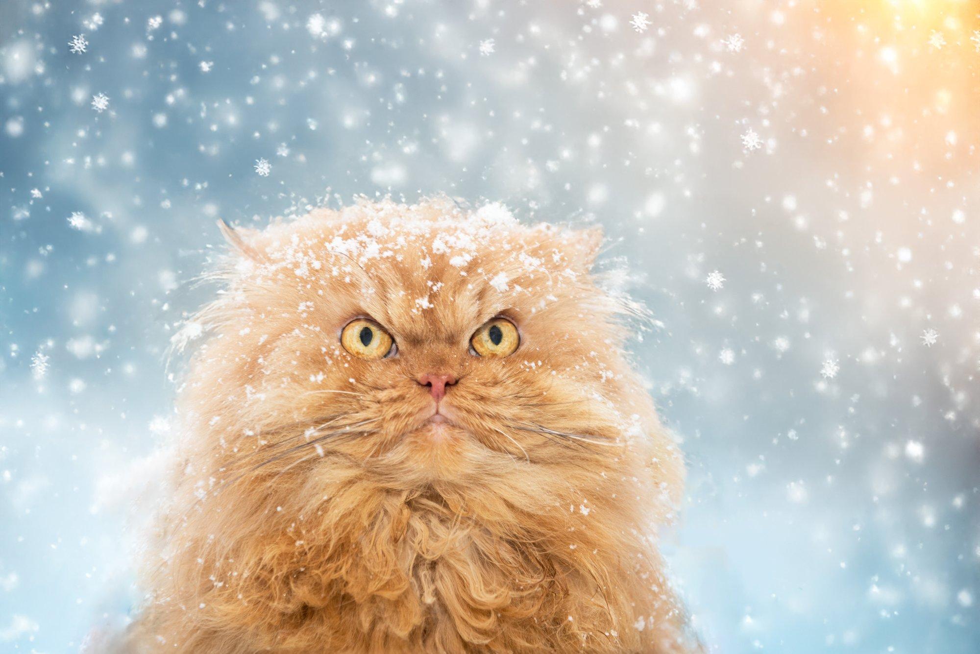 Kevad või asi? Kassid peavad end juba lumikellukesteks...