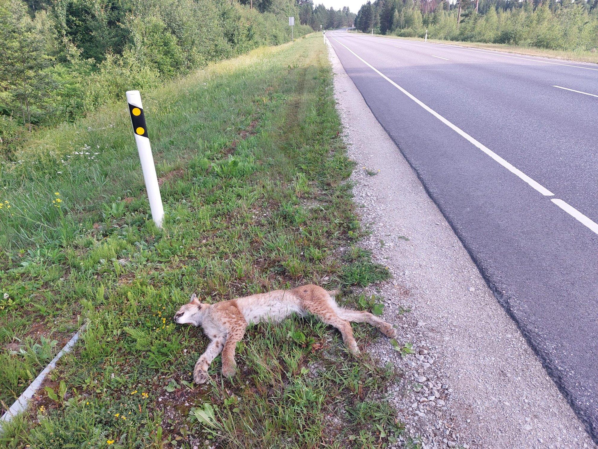 SÜNGE STATISTIKA | Sel aastal on oodata kiskjate liiklussurmade rekordit